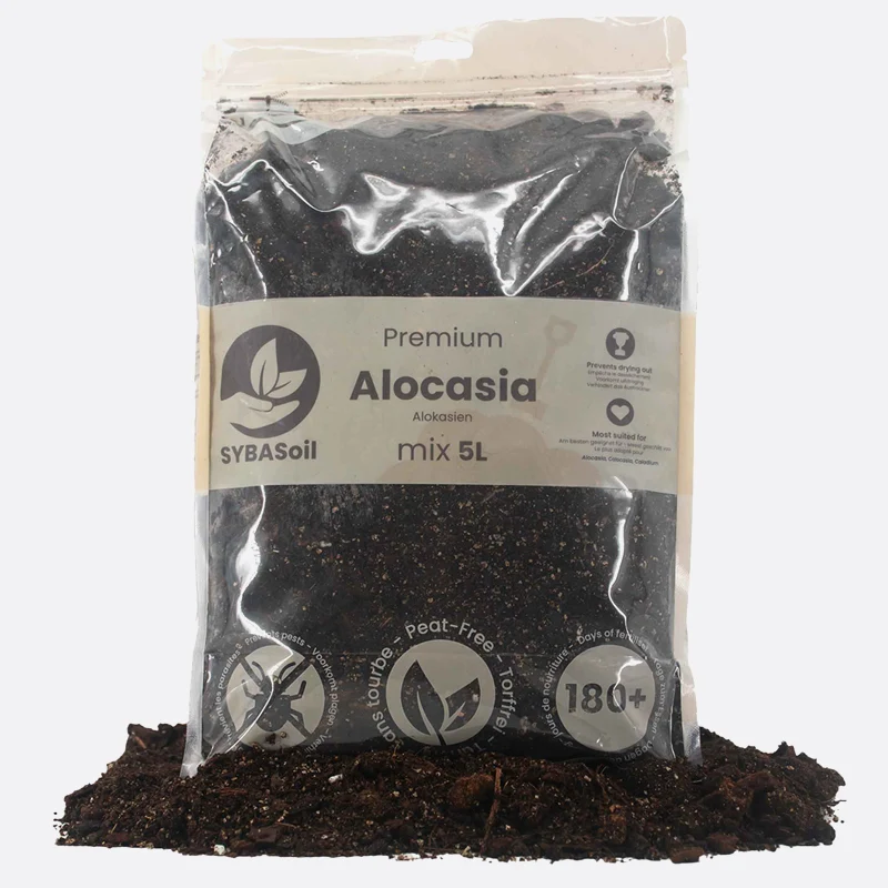 Alocasia Mix 5 L