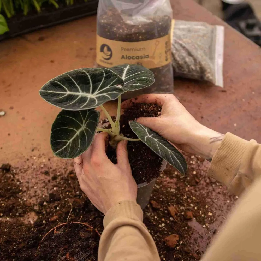 Alocasia-Blumenerde – 5 l