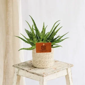 Aloe-Spinne
