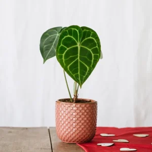 Anthurium Clarinervium