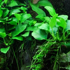 Anubias barteri nana Petite | Bonsai Zwergspeerblatt | Aquarium Topfpflanze