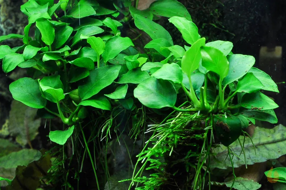 Anubias barteri nana Petite | Bonsai Zwergspeerblatt | Aquarium Topfpflanze