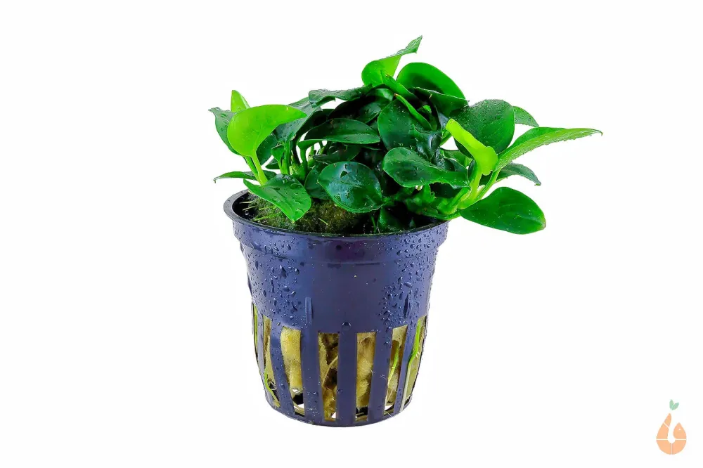 Anubias barteri nana Petite | Bonsai Zwergspeerblatt | Aquarium Topfpflanze