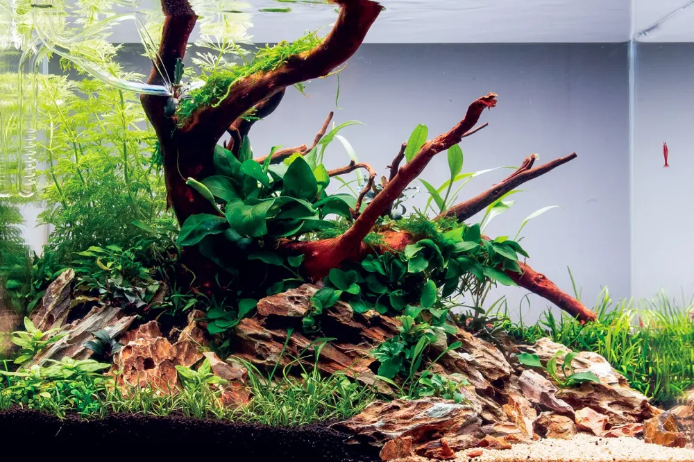 Anubias barteri nana Petite | Bonsai Zwergspeerblatt | Aquarium Topfpflanze