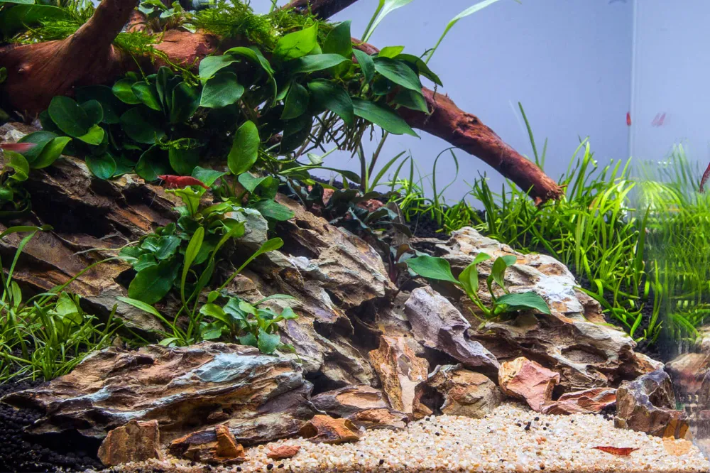 Anubias barteri nana Petite | Bonsai Zwergspeerblatt | Aquarium Topfpflanze
