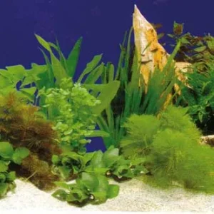 Aquarium Fotorückwand 31250 H=50cm