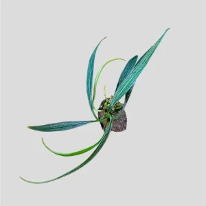 Aridarum “Perisai”