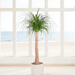Beaucarnea
