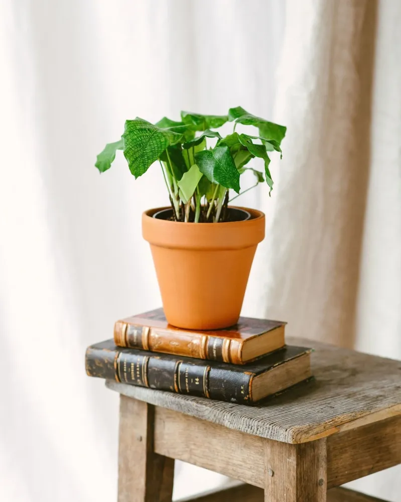 Calathea musaica M
