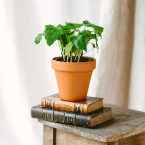 Calathea musaica M