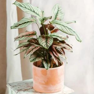 Calathea weißer Stern