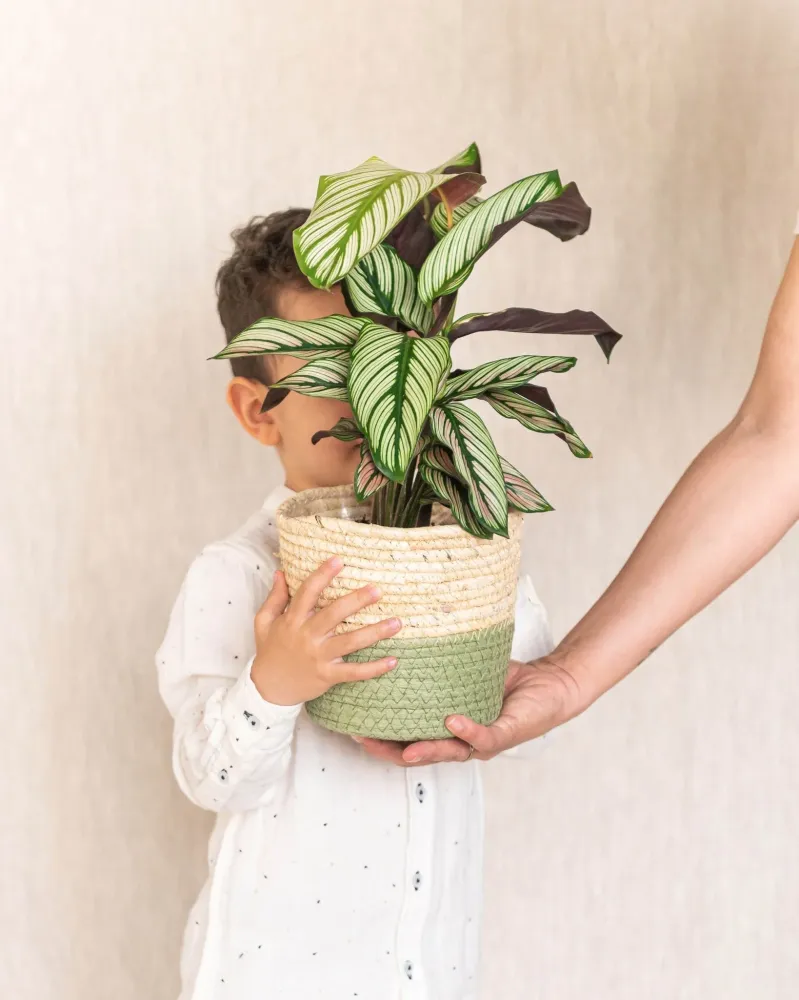 Calathea weißer Stern