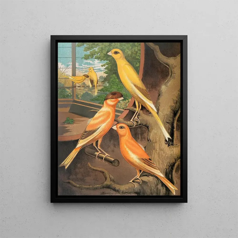 Canaris cannelle - W. . Blakston Gemälde