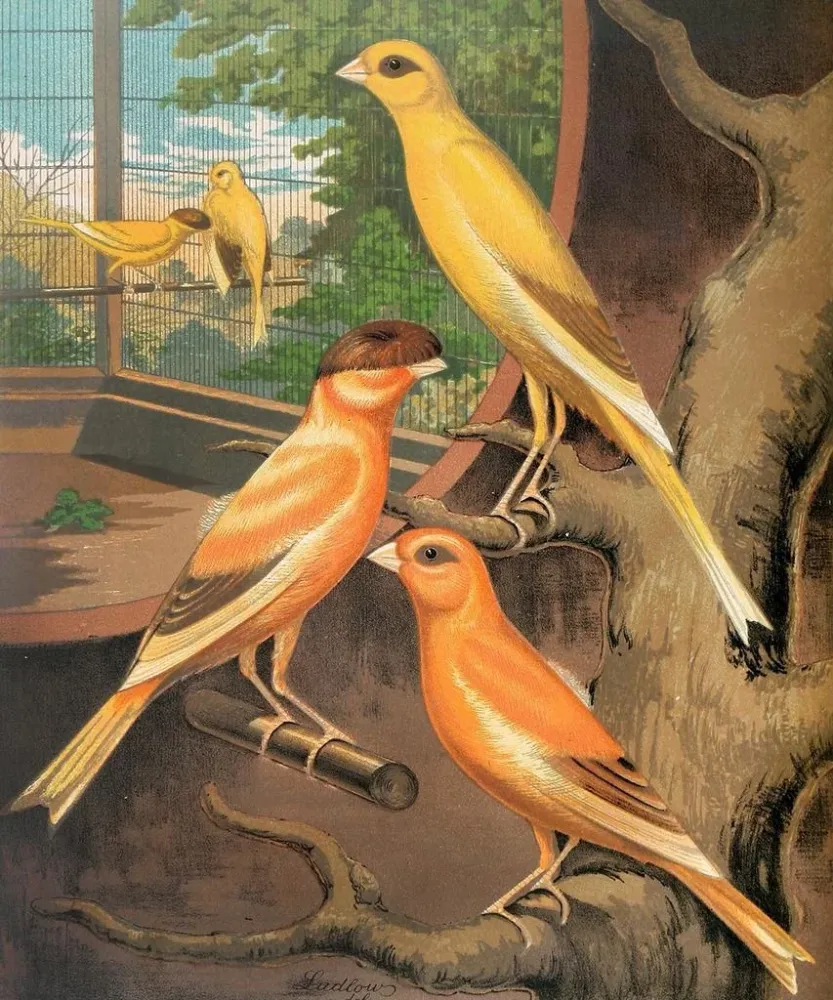 Canaris cannelle - W. . Blakston Gemälde