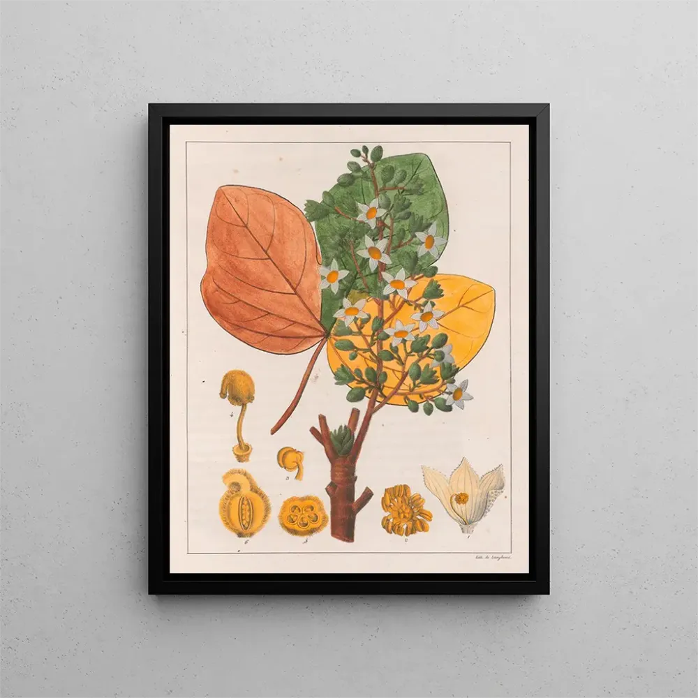 Chicha-Futtermalerei - Auguste de Saint-Hilaire | Kunstdruck