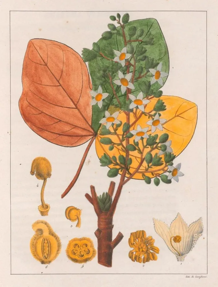 Chicha-Futtermalerei - Auguste de Saint-Hilaire | Kunstdruck