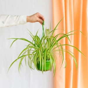 Chlorophytum variegata