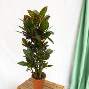 Codiaeum croton Petra