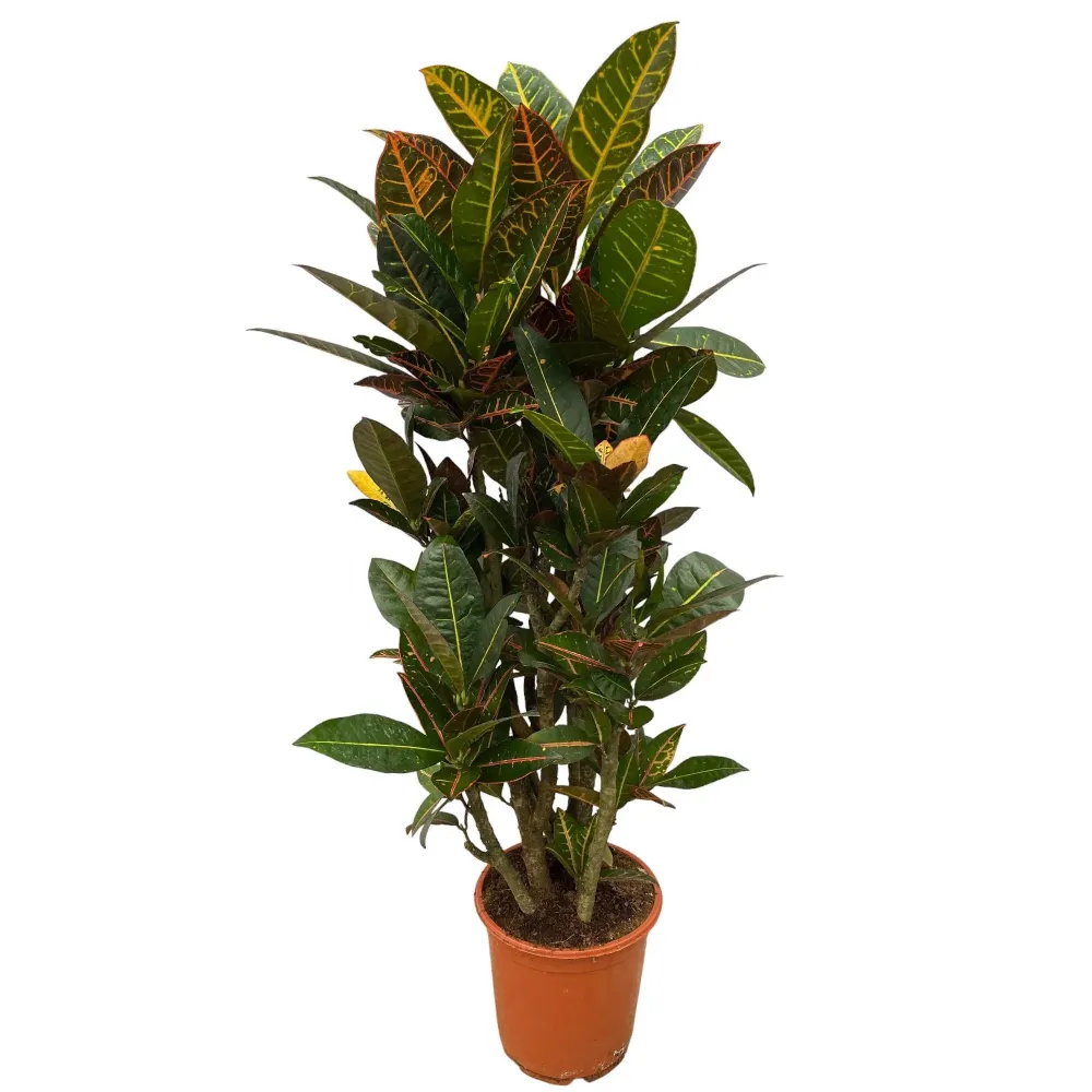 Codiaeum croton Petra