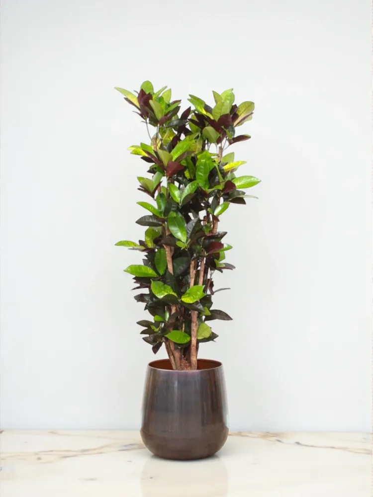 Codiaeum Iceton Croton