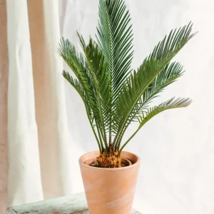 Cycas Revoluta