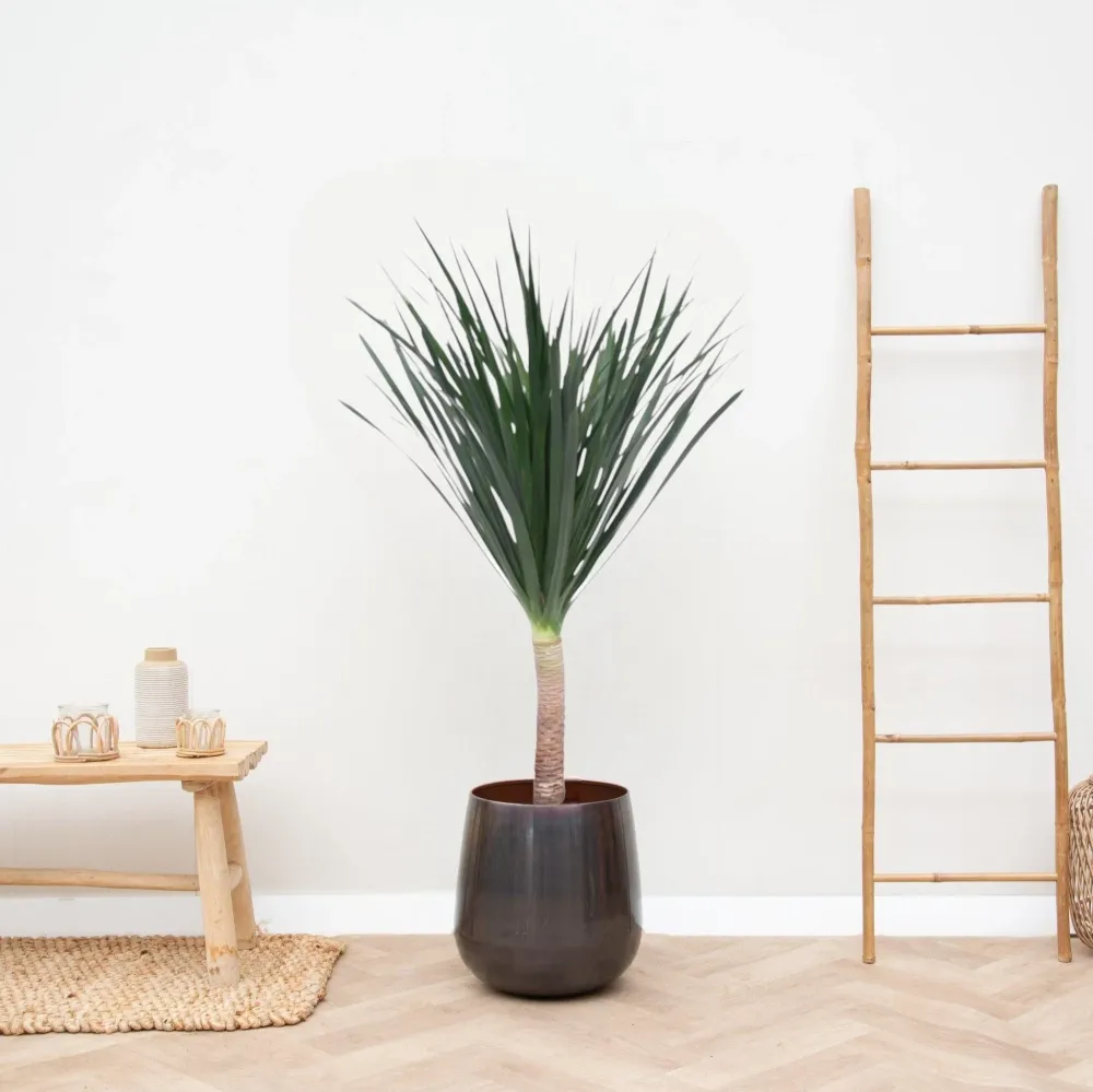Dracaena draco