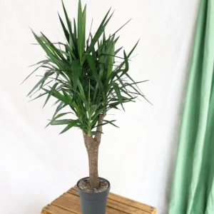 Dracaena draco