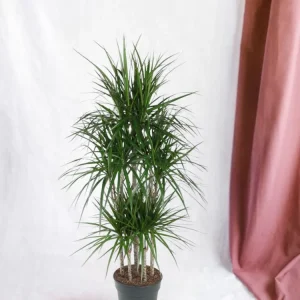 Dracaena Marginata Karussell – 160 cm – ø31