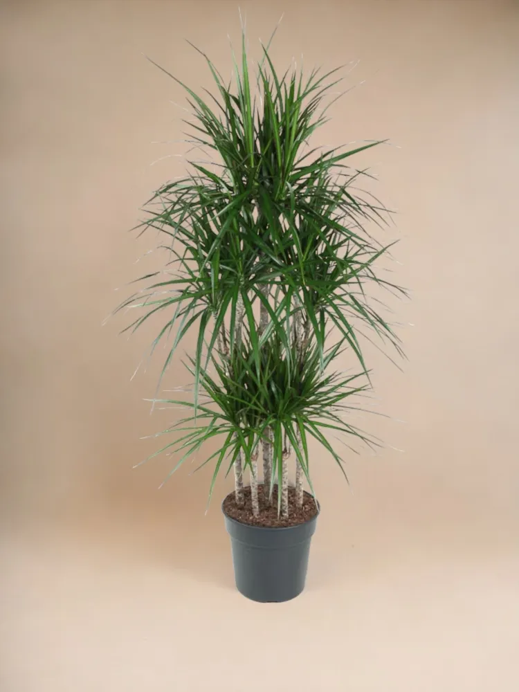 Dracaena Marginata Karussell – 160 cm – ø31