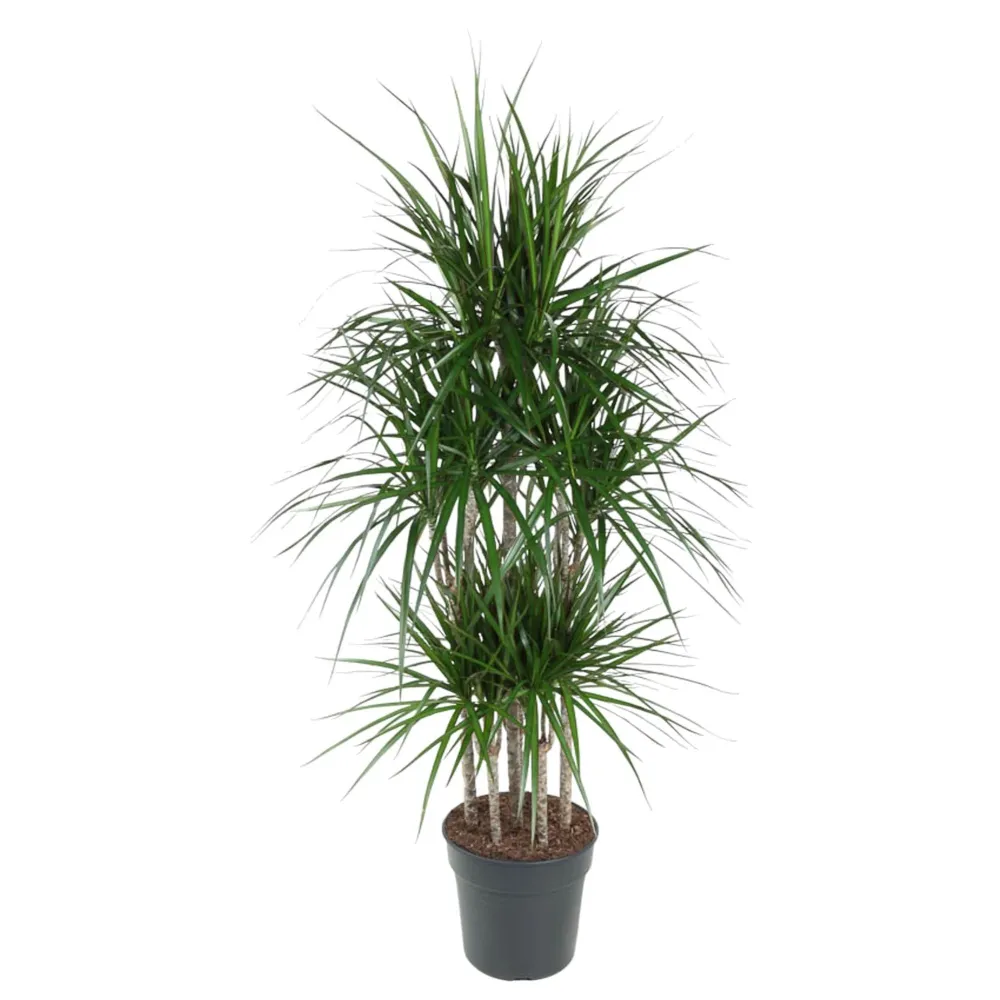 Dracaena Marginata Karussell – 160 cm – ø31