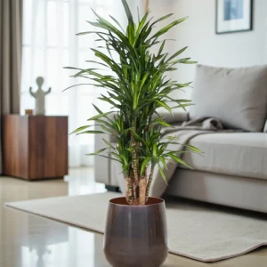 Dracaena Riki