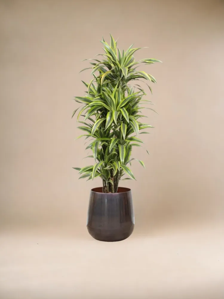 Dracaena-Zitronen-Limette