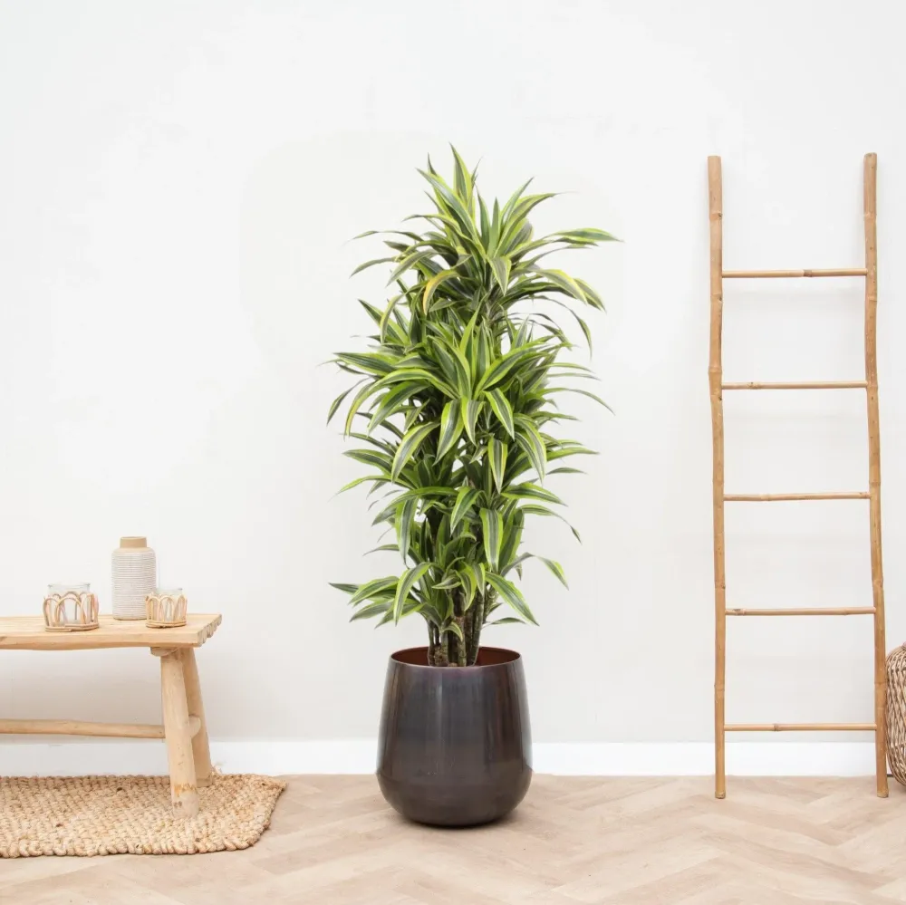 Dracaena-Zitronen-Limette