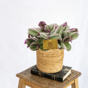 Elend Tradescantia Nanouk