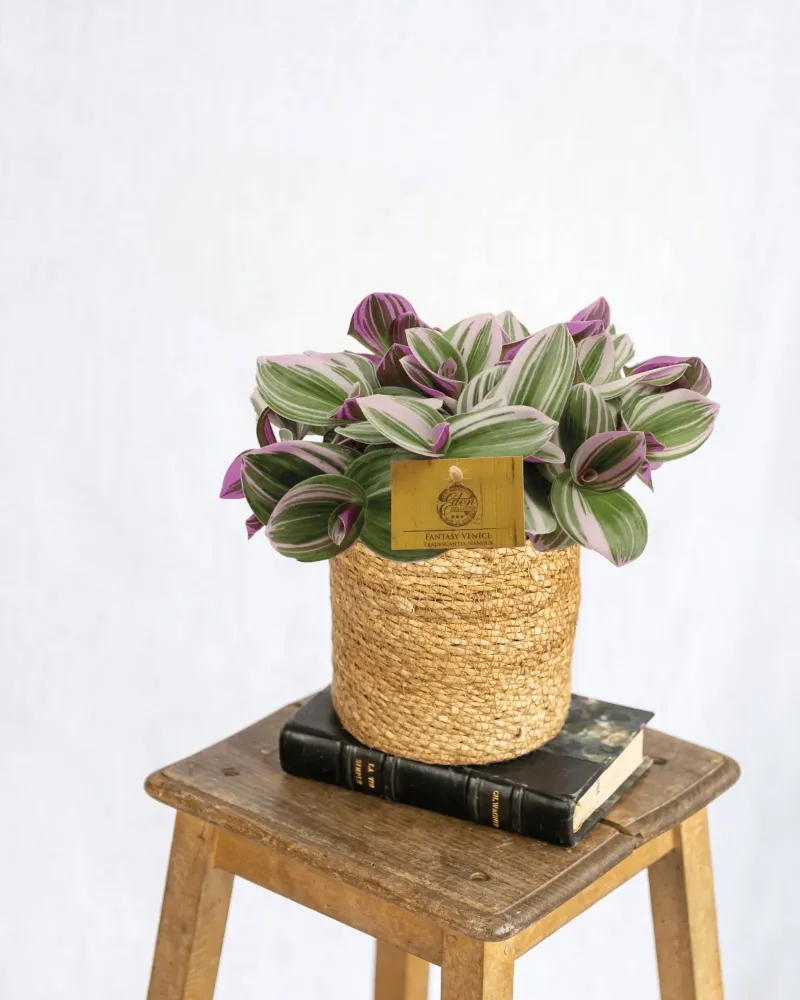 Elend Tradescantia Nanouk