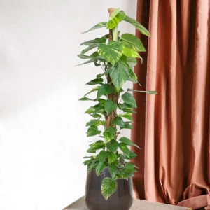 Epipremnum Aureum Pothos