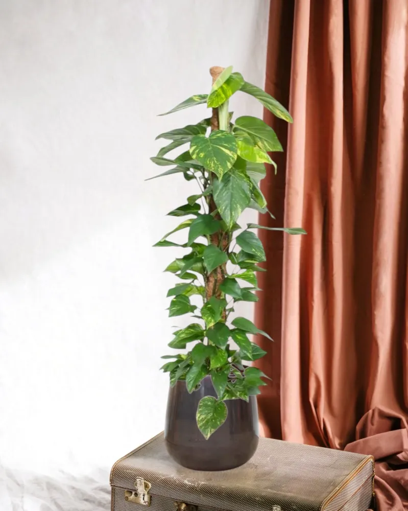 Epipremnum Aureum Pothos