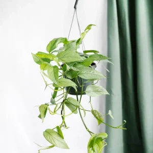 Epipremnum Cebu Blue