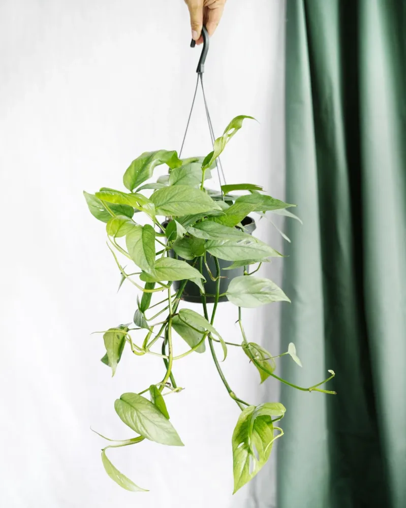 Epipremnum Cebu Blue