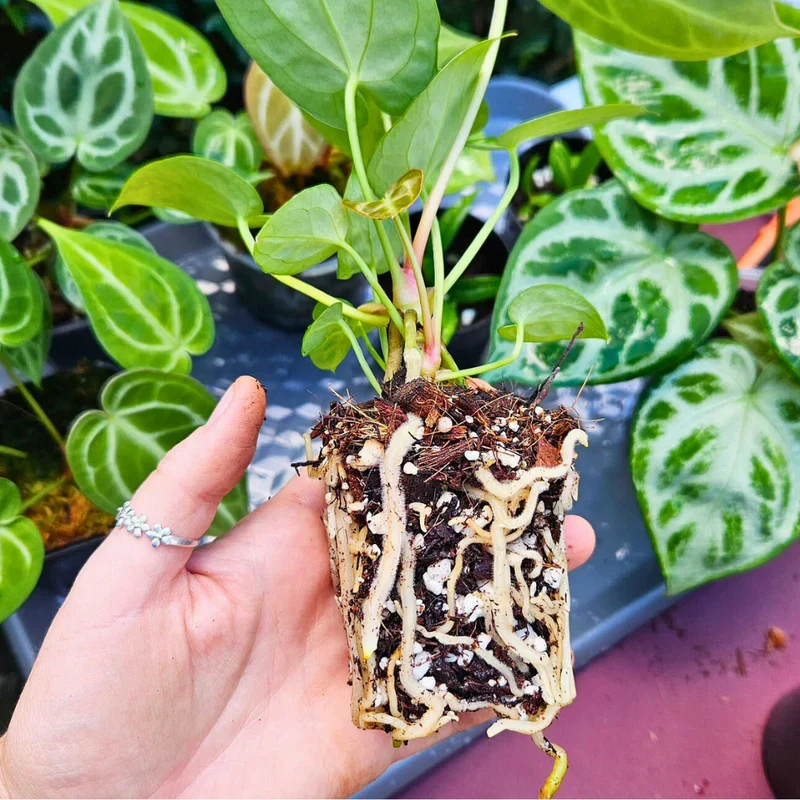 ESSENTIAL AROID MIX 8,5L | Premium Substrat für Aroids von Plantscraper