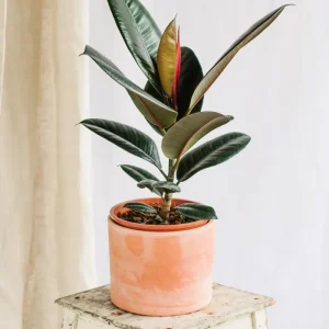 Ficus Burgund