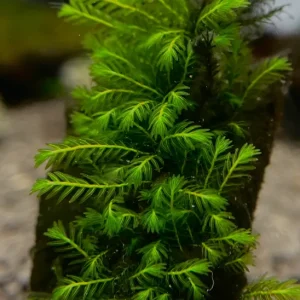 Fissidens Sp. "Adianthoides"