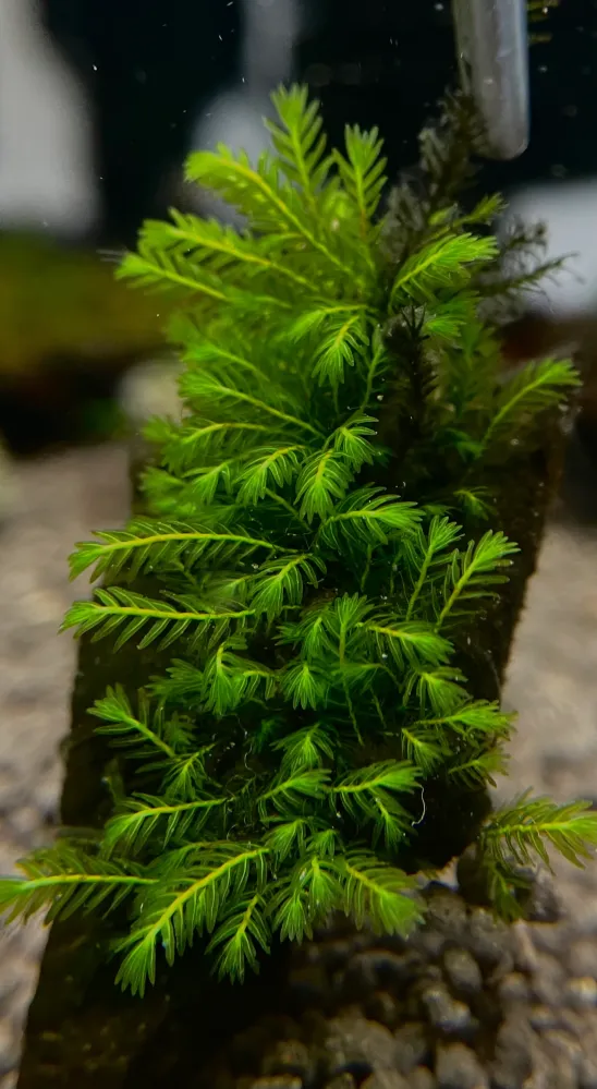 Fissidens Sp. "Adianthoides"