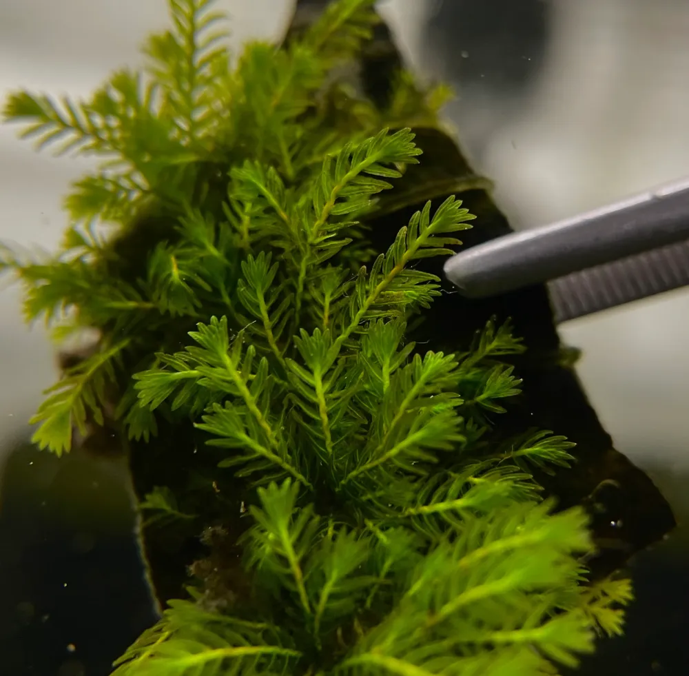 Fissidens Sp. "Adianthoides"