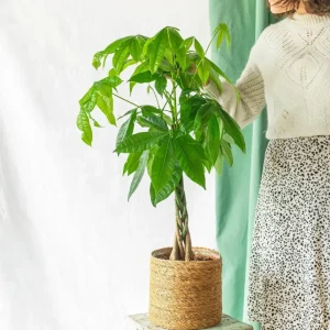 Geflochtener Stamm aus Pachira