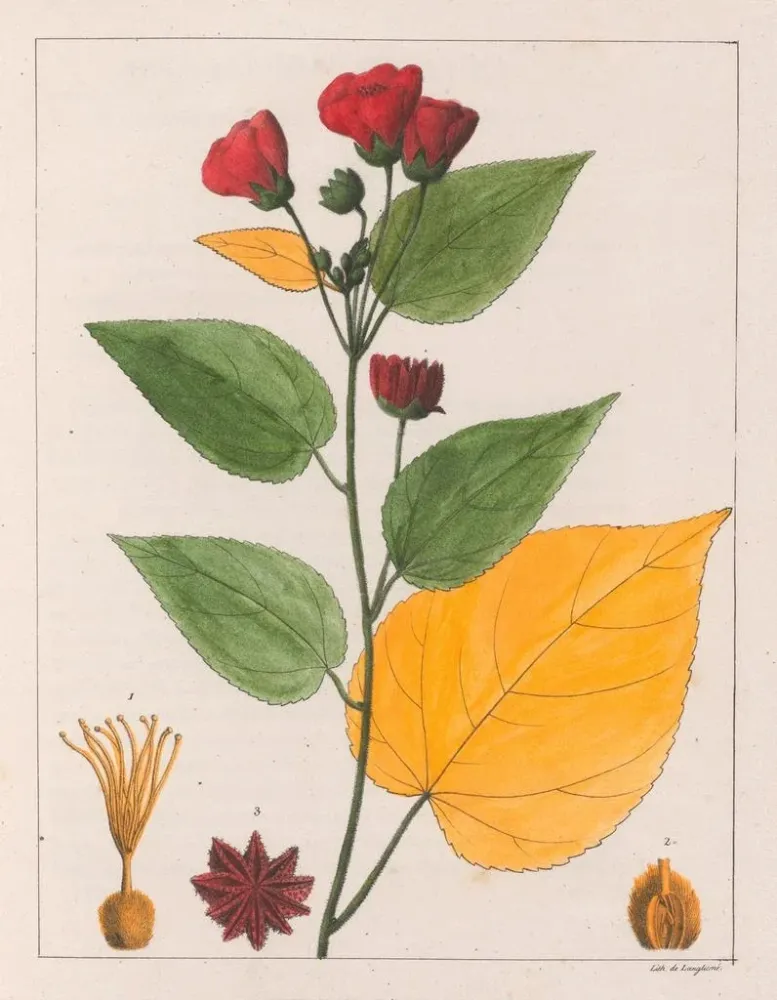 Gemälde Abutilon esculentum - Auguste de Saint-Hilaire | Kunstdruck
