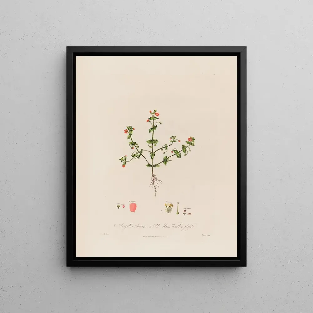 Gemälde Anagallis arvensis oder Glas eines alten Mannes - Robert John Thornton