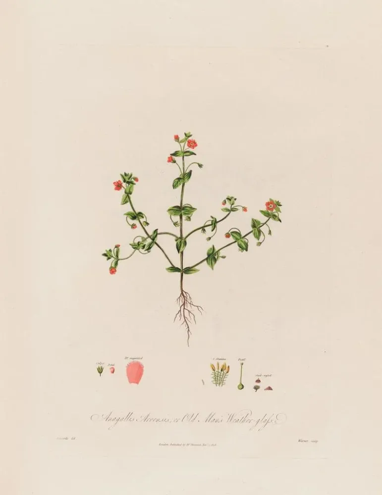 Gemälde Anagallis arvensis oder Glas eines alten Mannes - Robert John Thornton