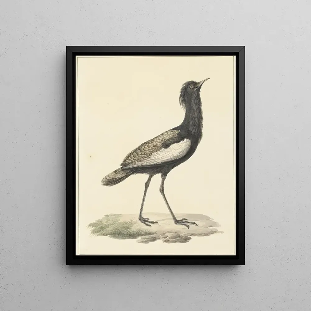 Gemälde Baardtrap (Eupodotis bengalensis) - Pieter Pietersz Barbiers