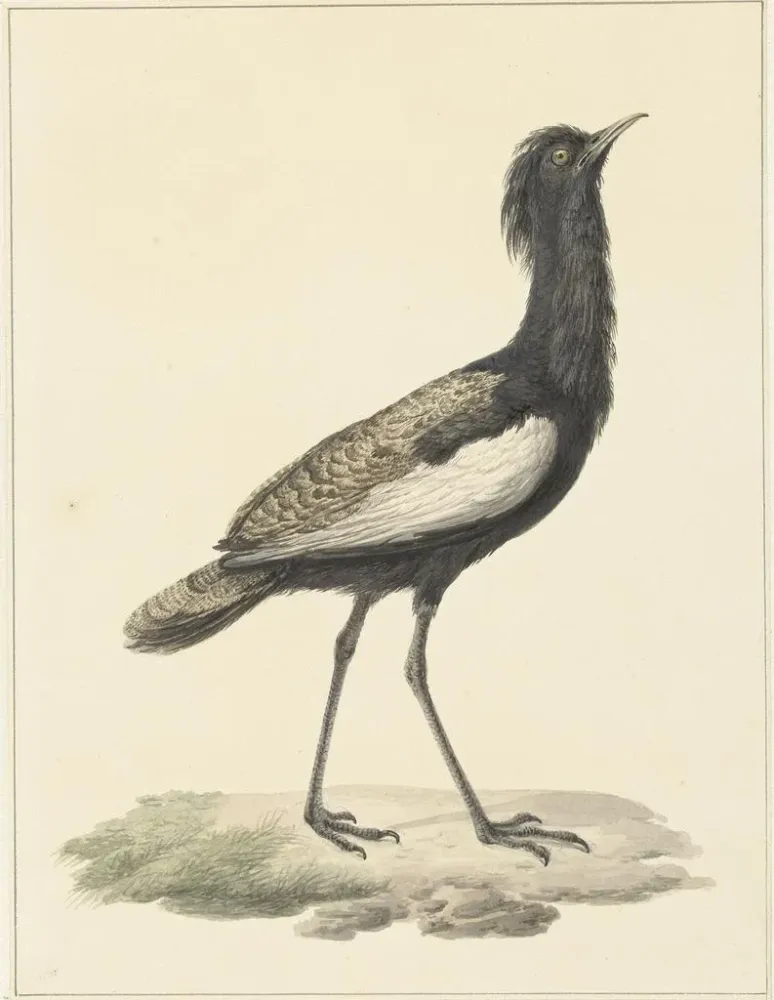 Gemälde Baardtrap (Eupodotis bengalensis) - Pieter Pietersz Barbiers